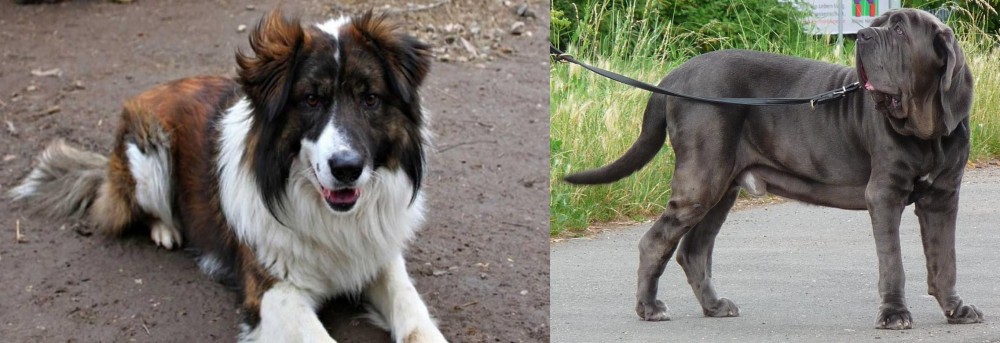 Neapolitan Mastiff vs Aidi - Breed Comparison