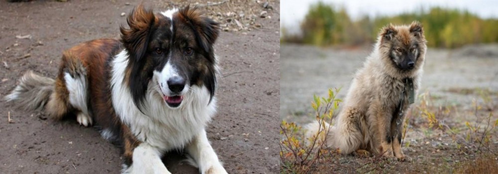 Nenets Herding Laika vs Aidi - Breed Comparison