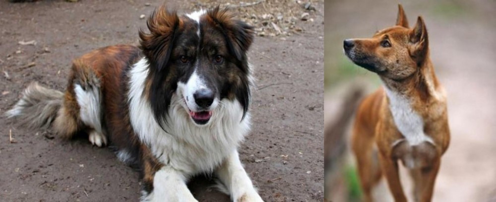 New Guinea Singing Dog vs Aidi - Breed Comparison