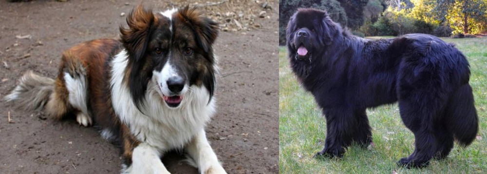 Newfoundland Dog vs Aidi - Breed Comparison