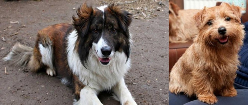 Norfolk Terrier vs Aidi - Breed Comparison