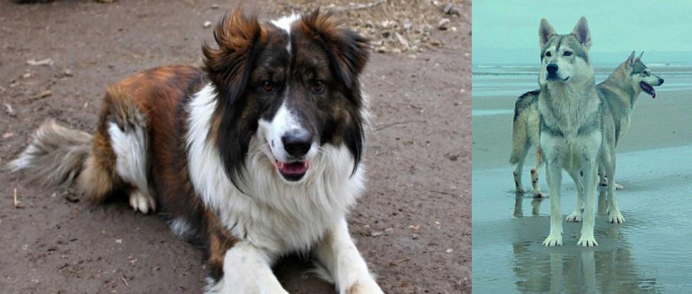 Northern Inuit Dog vs Aidi - Breed Comparison