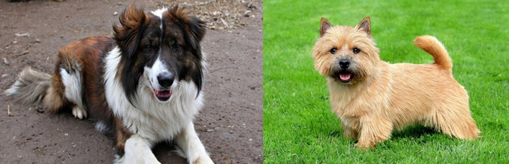 Norwich Terrier vs Aidi - Breed Comparison