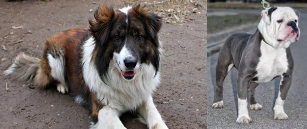 Old English Bulldog vs Aidi - Breed Comparison