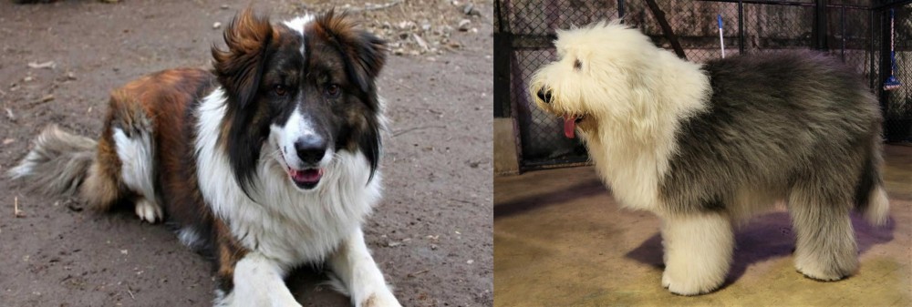 Old English Sheepdog vs Aidi - Breed Comparison
