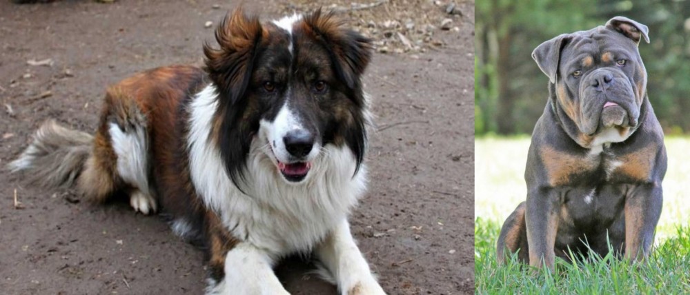 Olde English Bulldogge vs Aidi - Breed Comparison