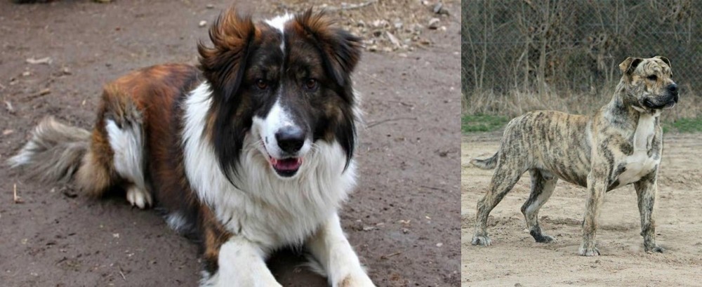 Perro de Presa Mallorquin vs Aidi - Breed Comparison