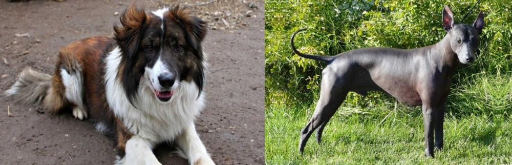 Peruvian Hairless vs Aidi - Breed Comparison