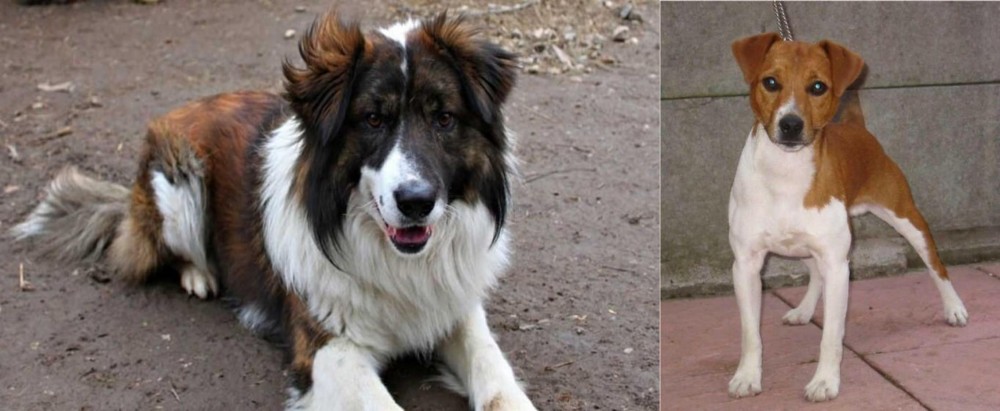 Plummer Terrier vs Aidi - Breed Comparison