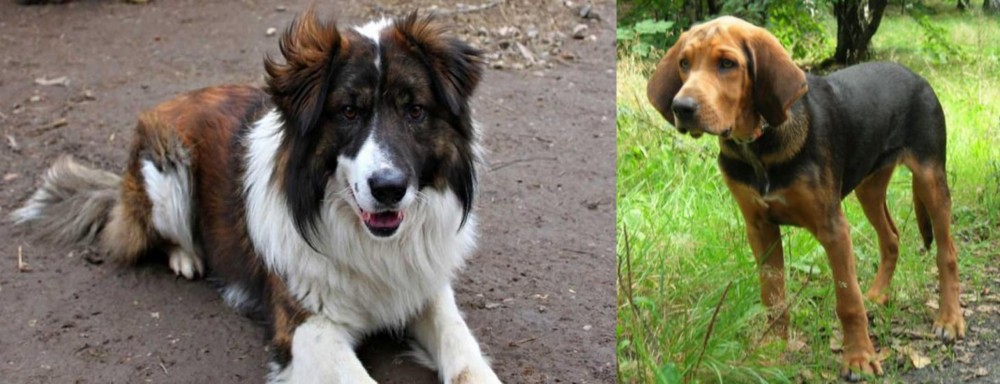 Polish Hound vs Aidi - Breed Comparison