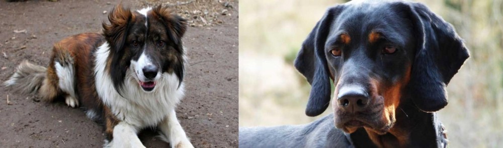 Polish Hunting Dog vs Aidi - Breed Comparison