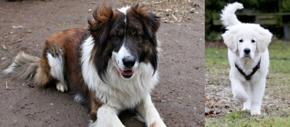 Polish Tatra Sheepdog vs Aidi - Breed Comparison