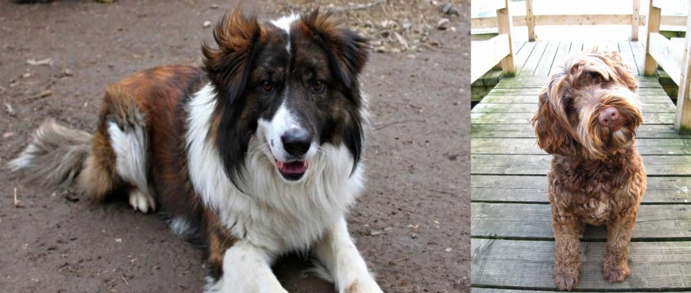 Portuguese Water Dog vs Aidi - Breed Comparison