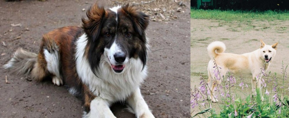 Pungsan Dog vs Aidi - Breed Comparison