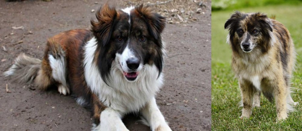 Pyrenean Shepherd vs Aidi - Breed Comparison