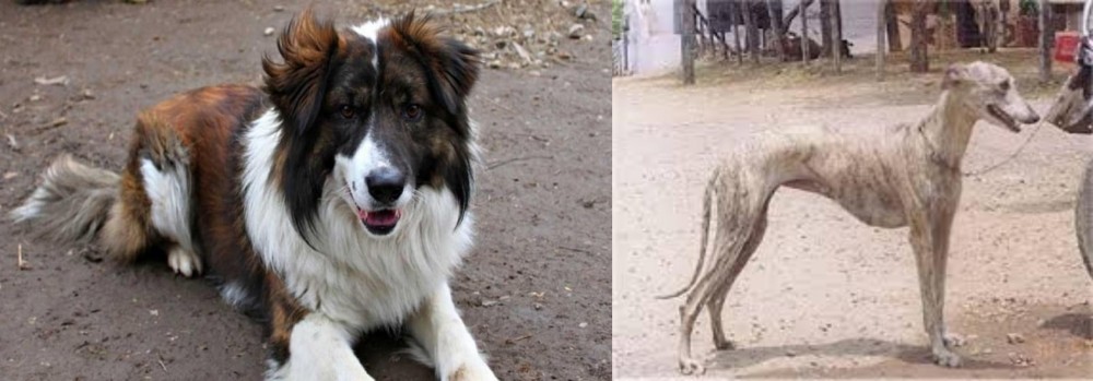 Rampur Greyhound vs Aidi - Breed Comparison