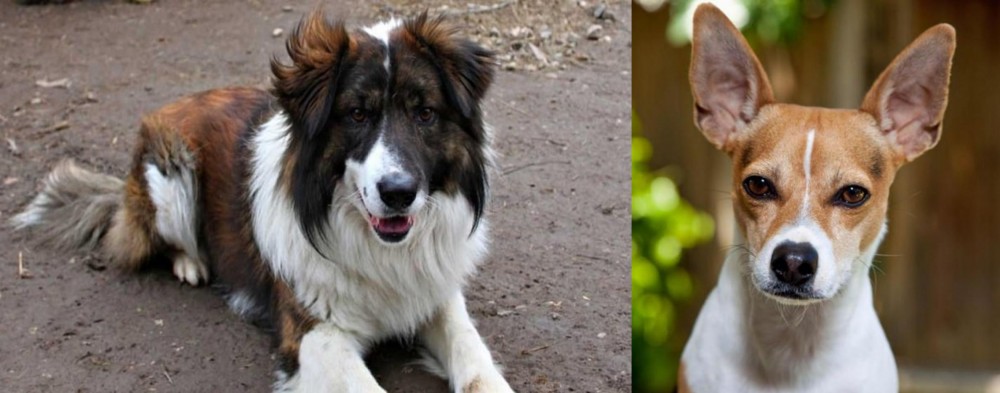 Rat Terrier vs Aidi - Breed Comparison