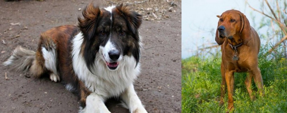 Redbone Coonhound vs Aidi - Breed Comparison
