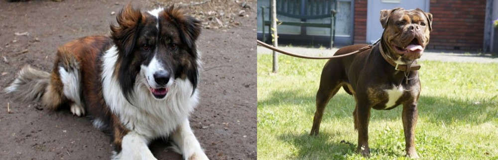 Renascence Bulldogge vs Aidi - Breed Comparison
