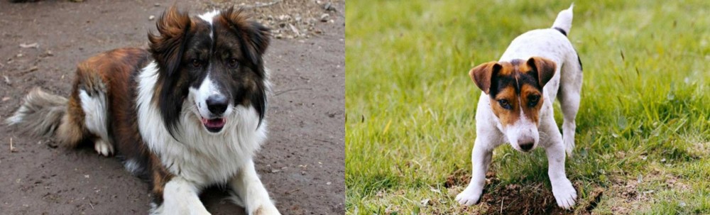 Russell Terrier vs Aidi - Breed Comparison