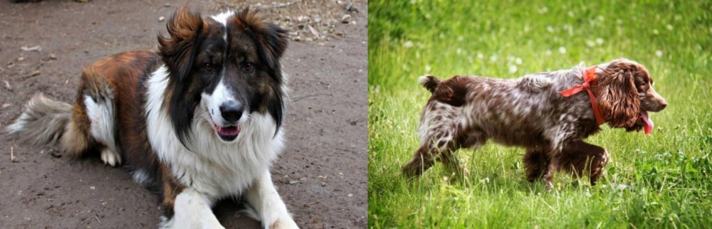 Russian Spaniel vs Aidi - Breed Comparison