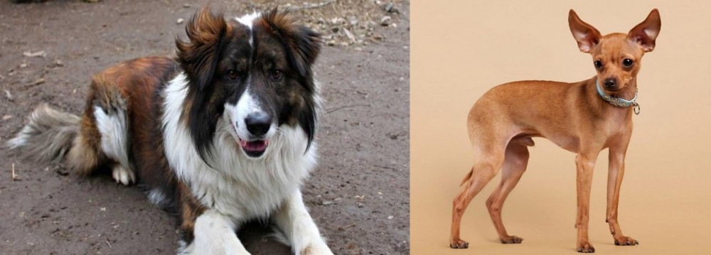 Russian Toy Terrier vs Aidi - Breed Comparison