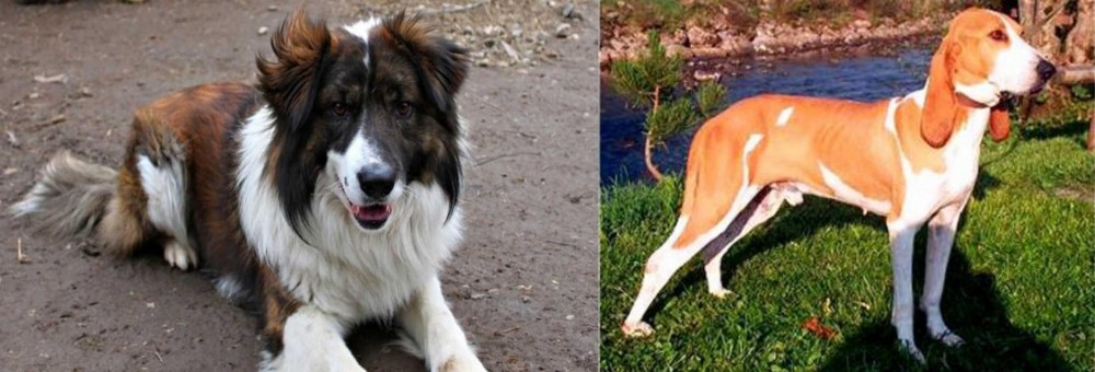 Schweizer Laufhund vs Aidi - Breed Comparison