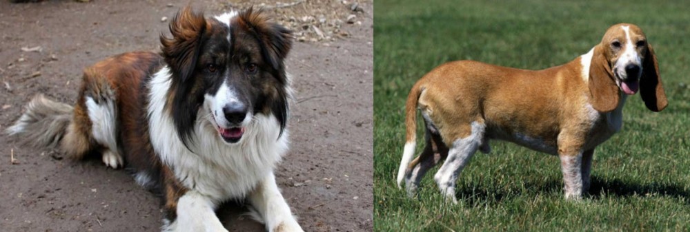 Schweizer Niederlaufhund vs Aidi - Breed Comparison