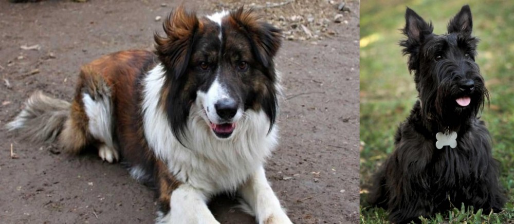 Scoland Terrier vs Aidi - Breed Comparison