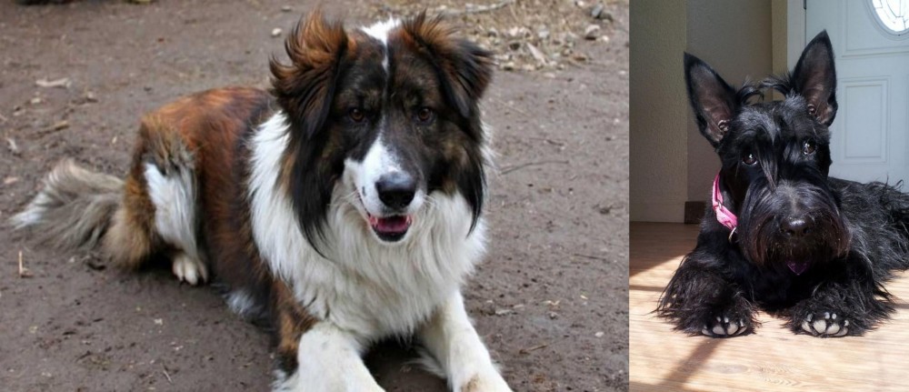 Scottish Terrier vs Aidi - Breed Comparison