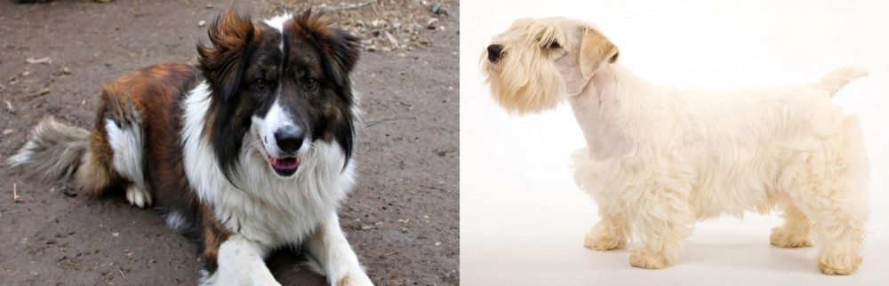 Sealyham Terrier vs Aidi - Breed Comparison