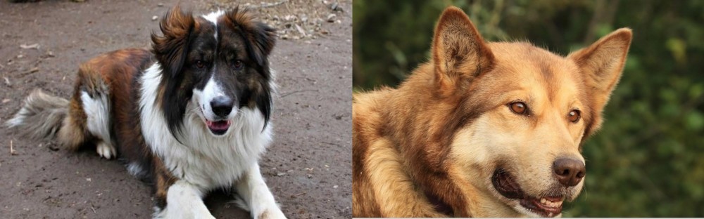 Seppala Siberian Sleddog vs Aidi - Breed Comparison