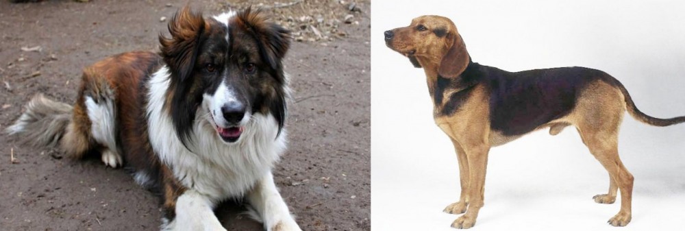 Serbian Hound vs Aidi - Breed Comparison