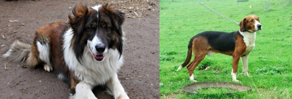 Serbian Tricolour Hound vs Aidi - Breed Comparison