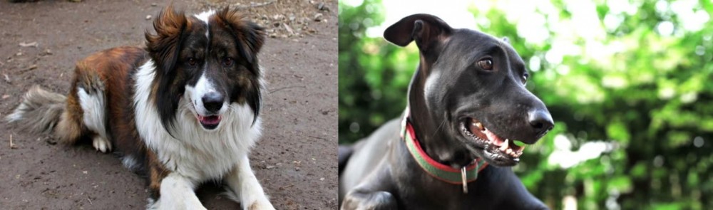 Shepard Labrador vs Aidi - Breed Comparison
