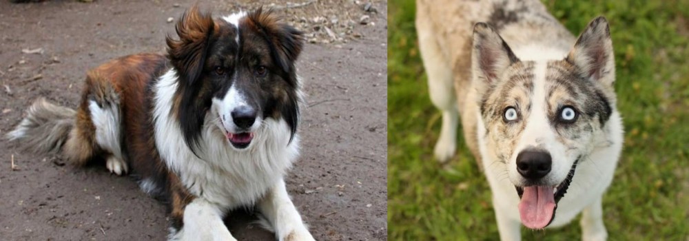Shepherd Husky vs Aidi - Breed Comparison