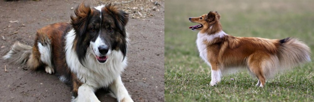 Shetland Sheepdog vs Aidi - Breed Comparison