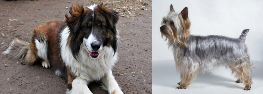 Silky Terrier vs Aidi - Breed Comparison