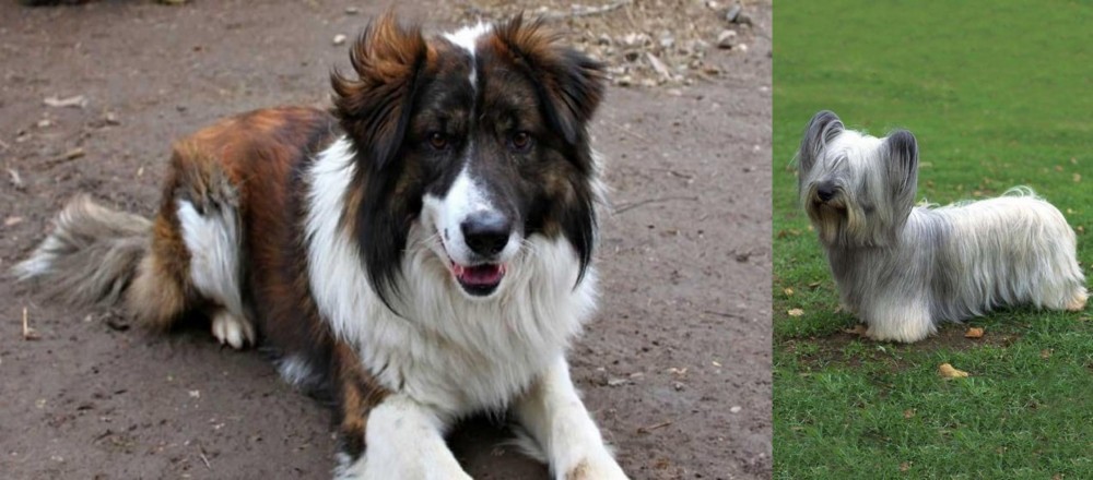 Skye Terrier vs Aidi - Breed Comparison