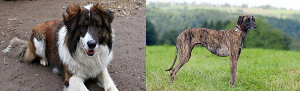 Sloughi vs Aidi - Breed Comparison