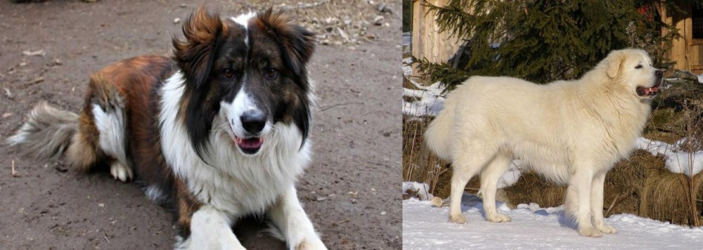 Slovak Cuvac vs Aidi - Breed Comparison