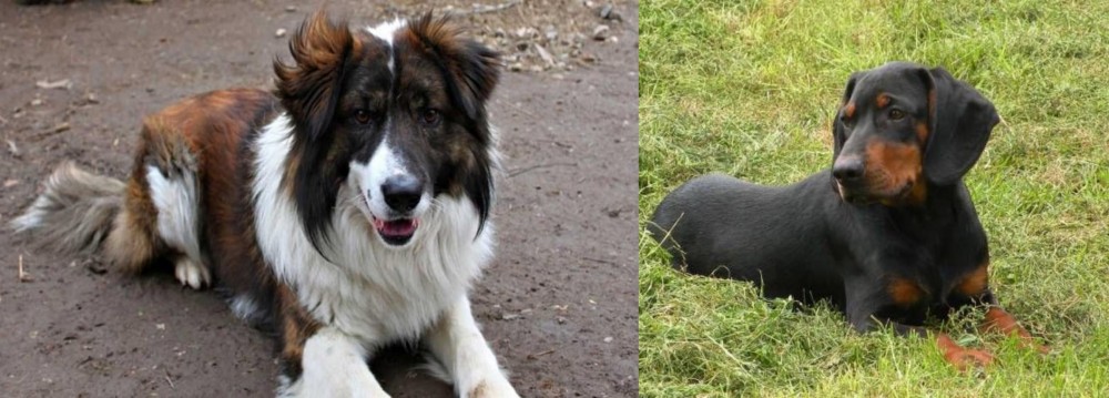 Slovakian Hound vs Aidi - Breed Comparison