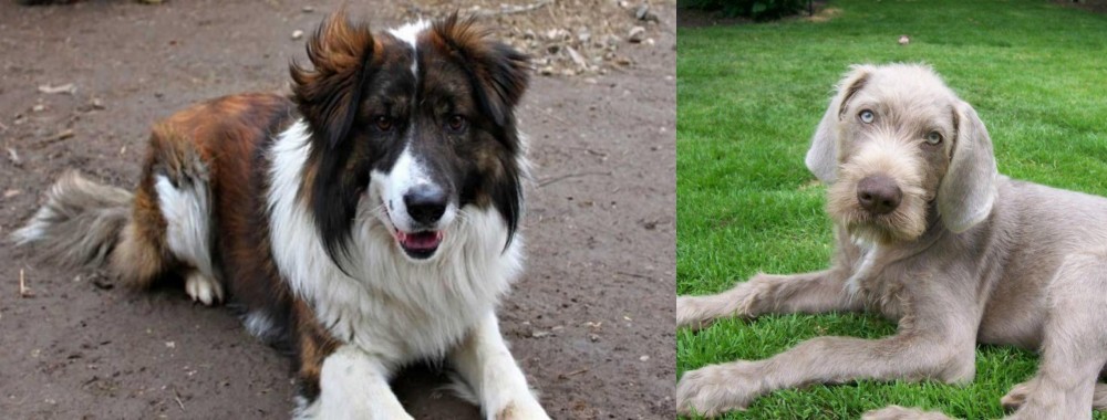 Slovakian Rough Haired Pointer vs Aidi - Breed Comparison