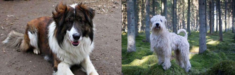 Soft-Coated Wheaten Terrier vs Aidi - Breed Comparison