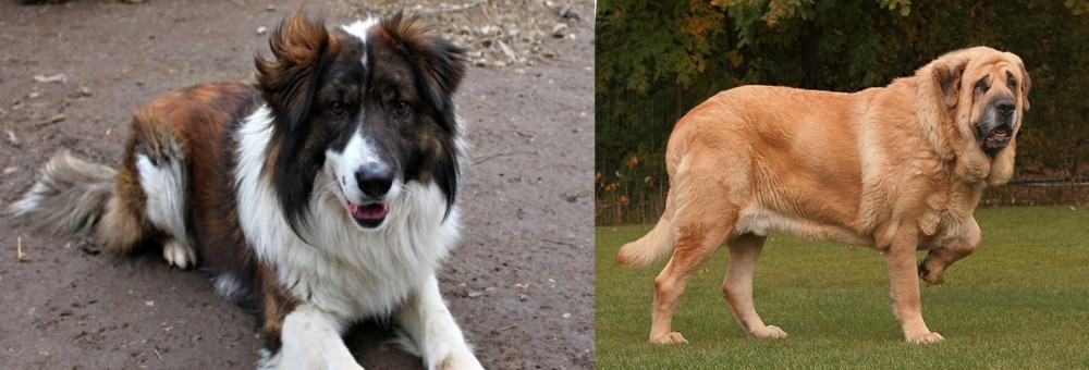 Spanish Mastiff vs Aidi - Breed Comparison