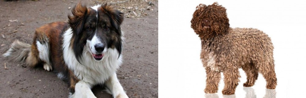 Spanish Water Dog vs Aidi - Breed Comparison