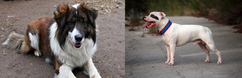 Staffordshire Bull Terrier vs Aidi - Breed Comparison