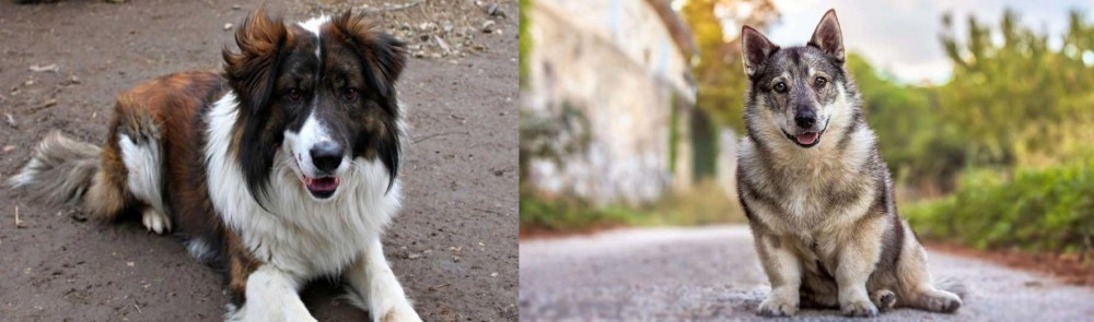 Swedish Vallhund vs Aidi - Breed Comparison