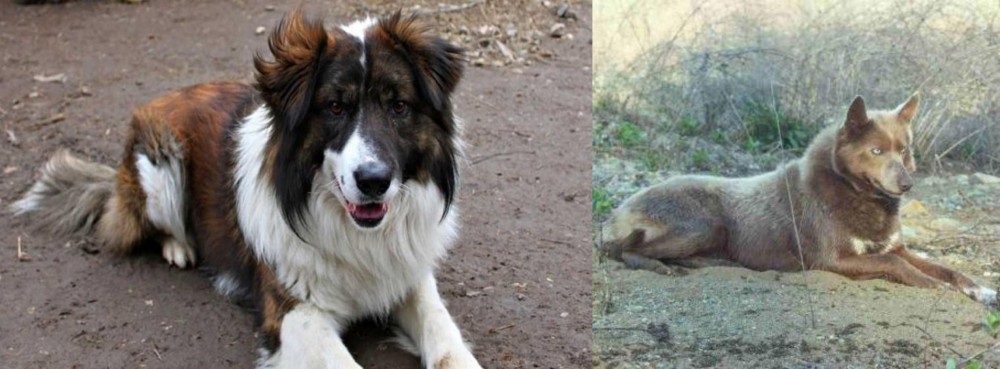 Tahltan Bear Dog vs Aidi - Breed Comparison