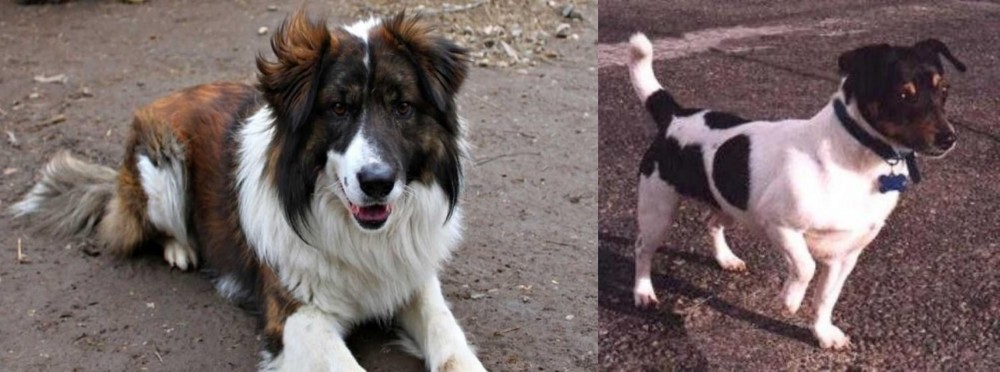 Teddy Roosevelt Terrier vs Aidi - Breed Comparison